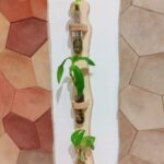 מבחנות השרשה דקל