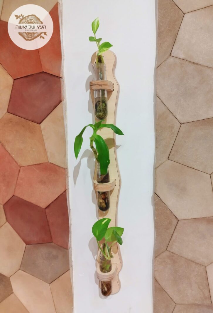 מבחנות השרשה דקל